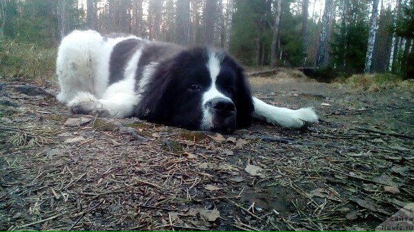 Фото: ньюфаундленд Викинг от Карельских Медведей (Viking ot Karelskikh Medvedey)