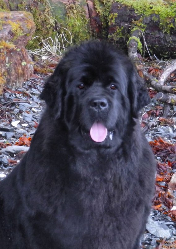 Фотография № 223490