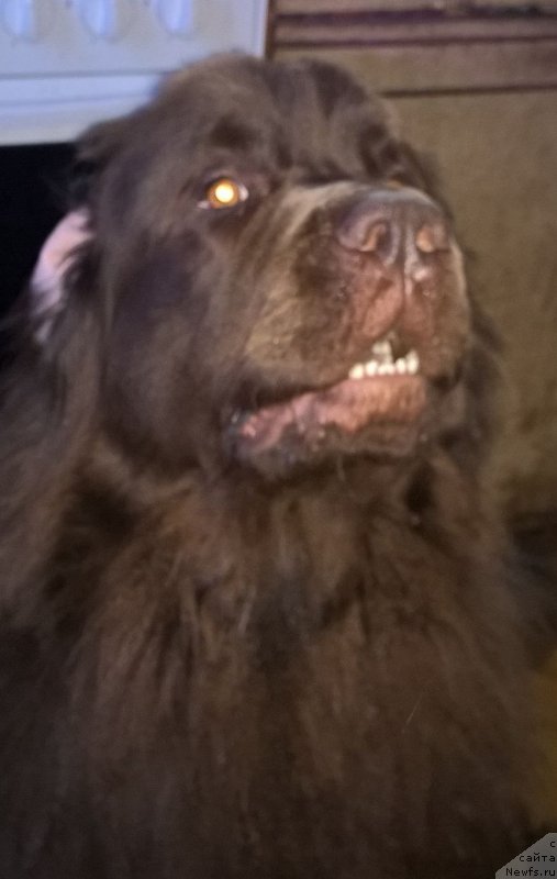 Фото: ньюфаундленд Браунблад МСК Жанара Хайя (Brownblood MSK Zhanara Haya)