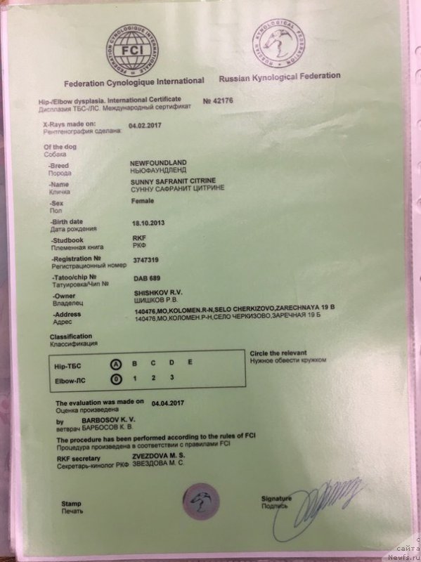 Фото: ньюфаундленд Сунну Сафранит Цитрине (Sunny Safranit Citrine)