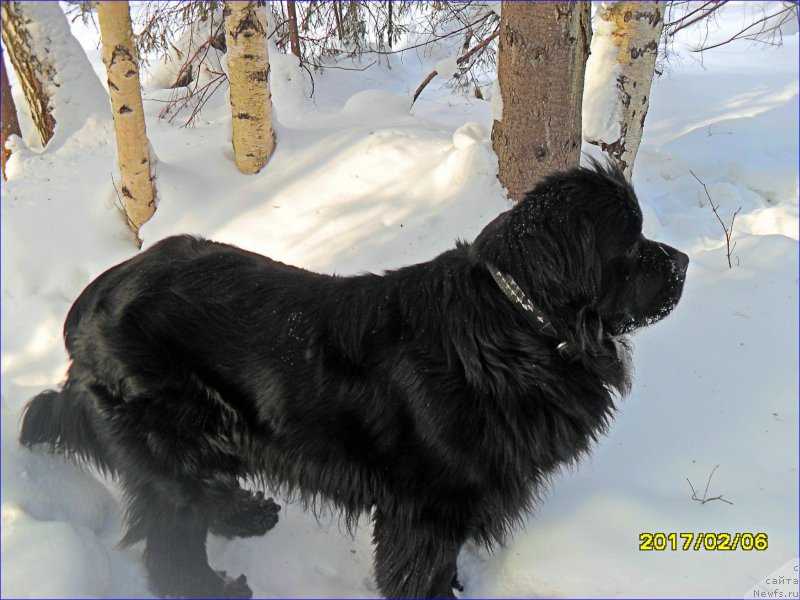 Фото: ньюфаундленд Супер Бизон Норберто