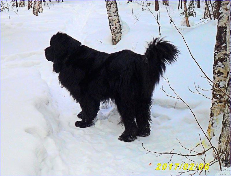 Фото: ньюфаундленд Супер Бизон Норберто