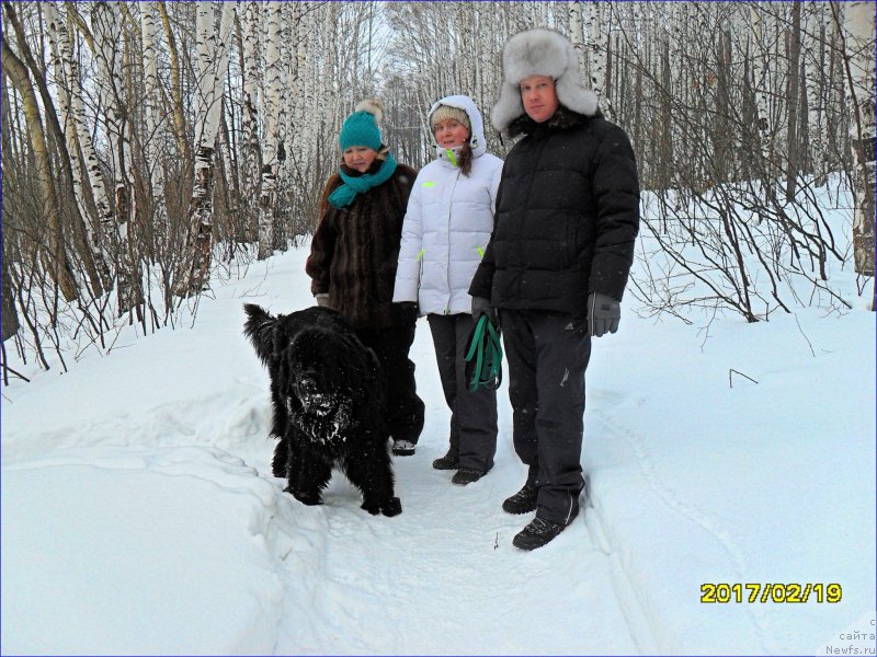 Фото: ньюфаундленд Супер Бизон Норберто