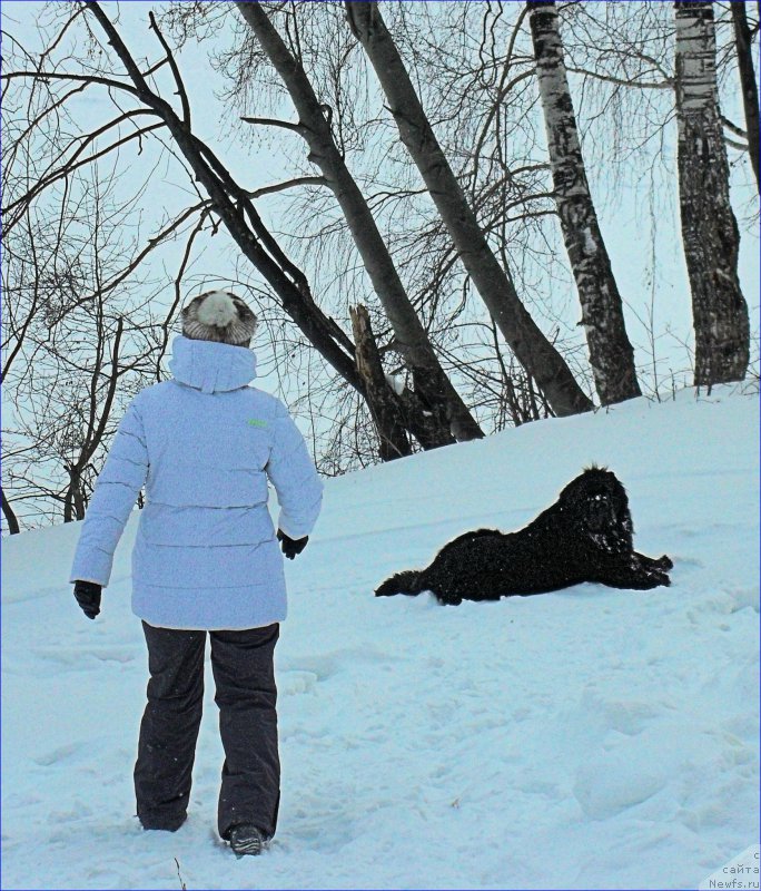 Фото: ньюфаундленд Супер Бизон Норберто