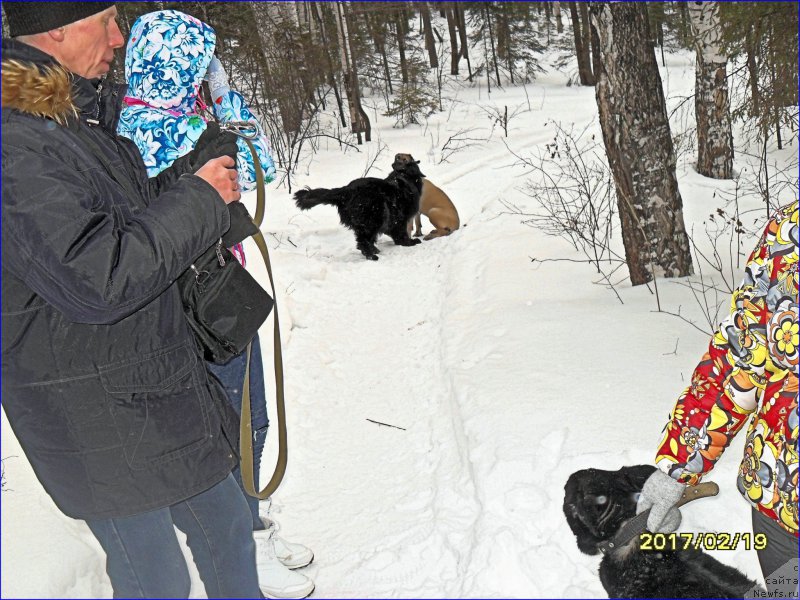 Фото: ньюфаундленд Супер Бизон Норберто