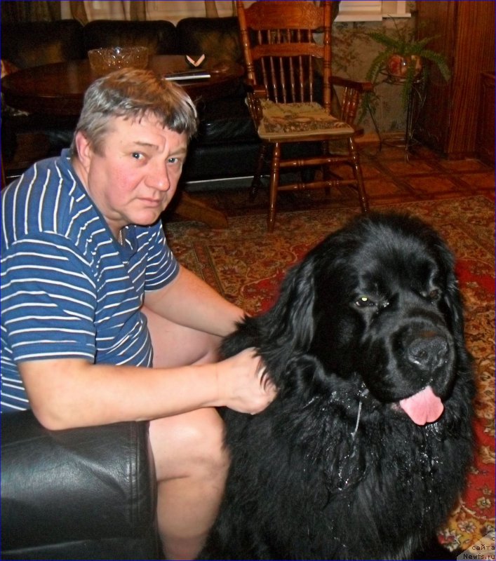 Фото: ньюфаундленд Супер Бизон Норберто