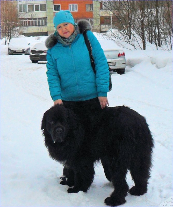 Фото: ньюфаундленд Супер Бизон Норберто