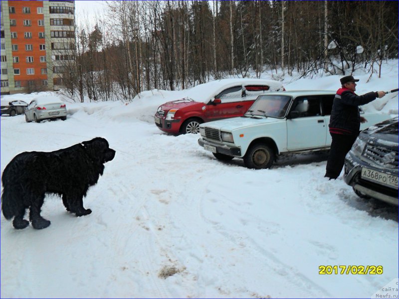 Фото: ньюфаундленд Супер Бизон Норберто