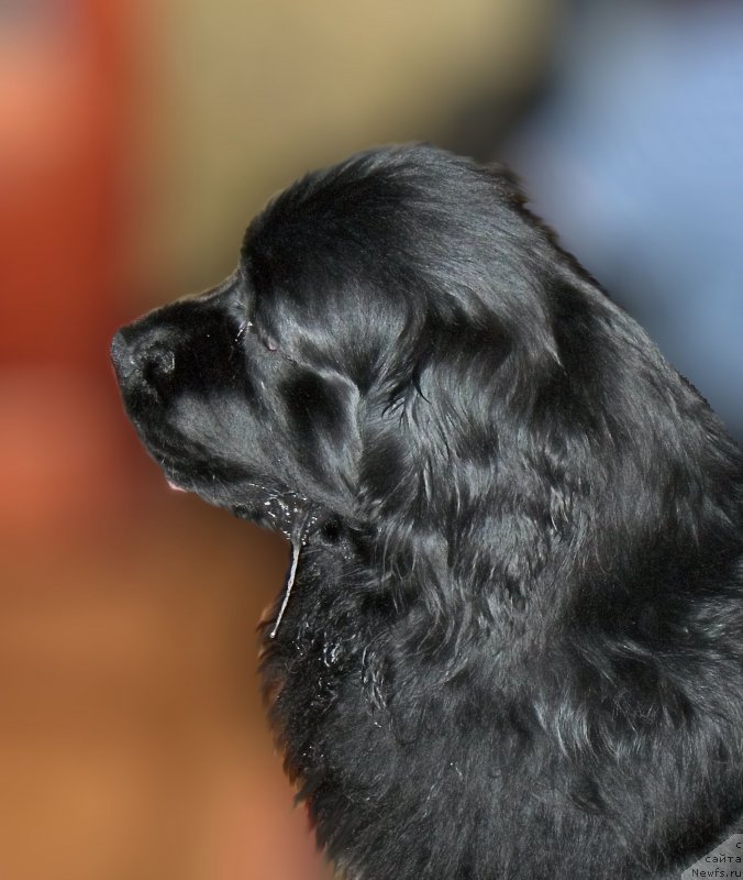 Фотография № 223518