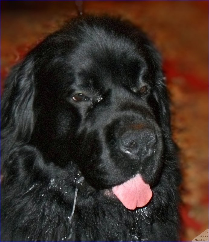 Фотография № 223519