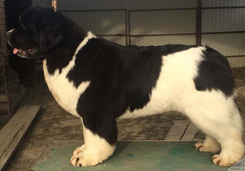 Фото: ньюфаундленд Аквиан Сонг Розмари (Akvian Song Rosemary)