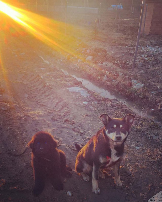 Фото: ньюфаундленд Идеал Тейст оф Виктори (Ideal Taste of Victory)