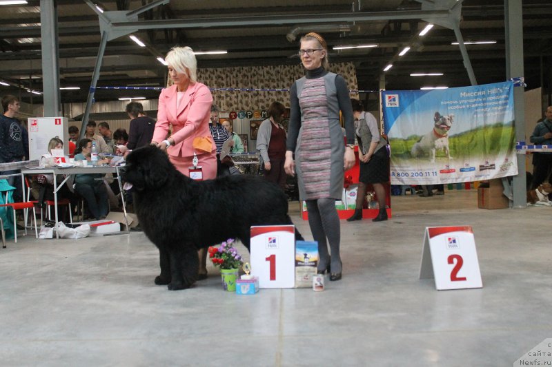 Фото: ньюфаундленд Индус от Сибирского Медведя