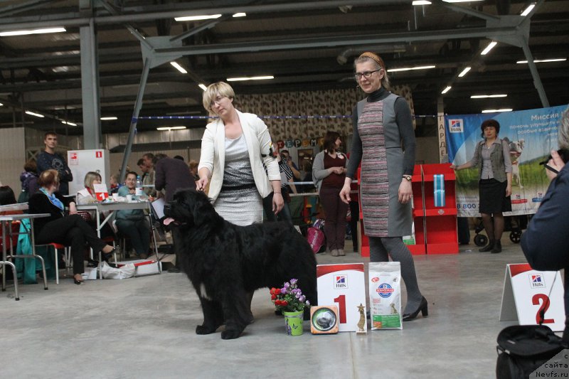 Фото: ньюфаундленд Ютландия от Сибирского Медведя (Yutlandia ot Sibirskogo Medvedja), Валерия Ракута