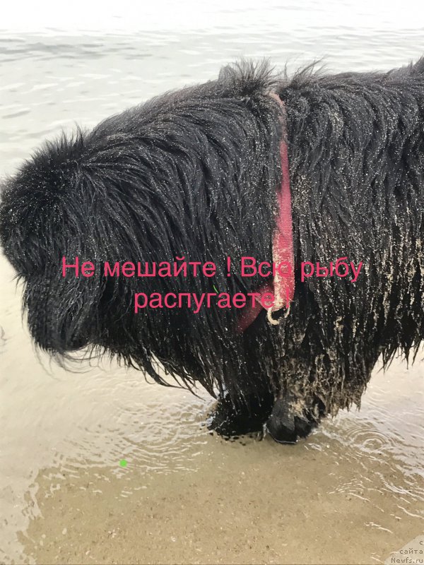 Фото: ньюфаундленд Браунблад МСК Харита Хавва (Brownblood MSK Harita Havva)