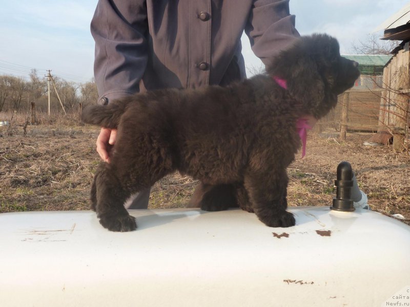 Фото: ньюфаундленд Имиджа Берегиня