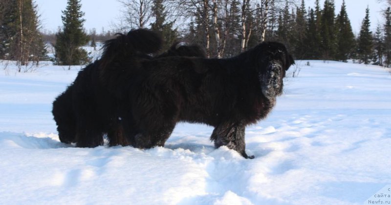 Фото: ньюфаундленд Даймонд Кинг