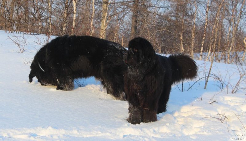 Фото: ньюфаундленд Даймонд Кинг