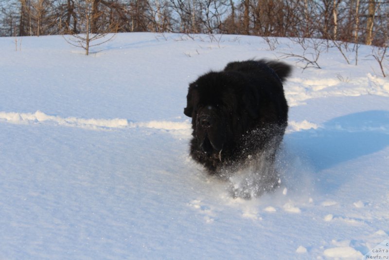 Фото: ньюфаундленд Бегущая по Волнам Зеро Коол