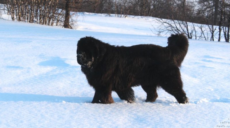 Фото: ньюфаундленд Даймонд Кинг
