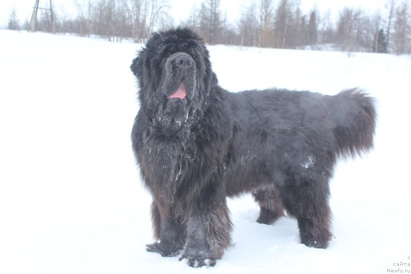 Фото: ньюфаундленд King of Helluland You Shock Me