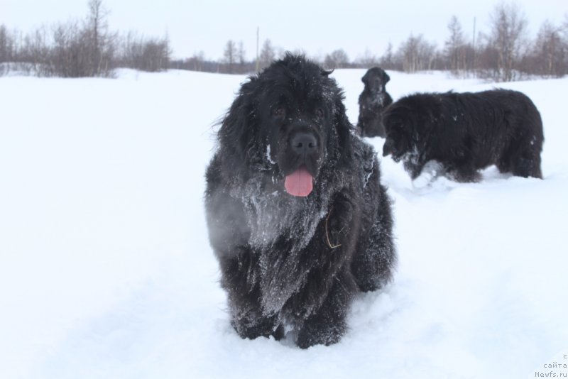 Фото: ньюфаундленд Ариель Принцесс оф зе Сии