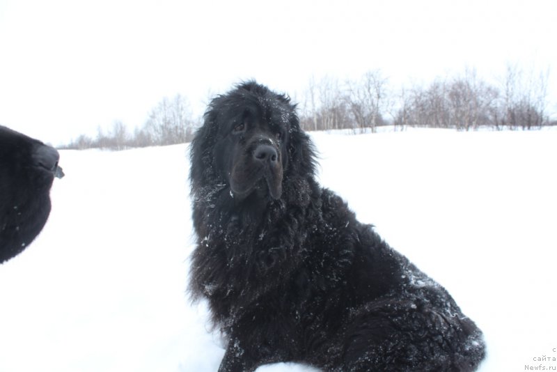 Фото: ньюфаундленд Ариель Принцесс оф зе Сии