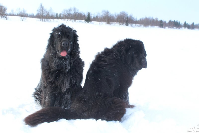 Фото: ньюфаундленд Ариель Принцесс оф зе Сии, ньюфаундленд Даймонд Кинг