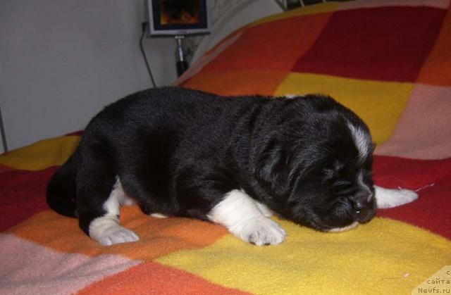 Фото: ньюфаундленд Супер Бизон Гудвин