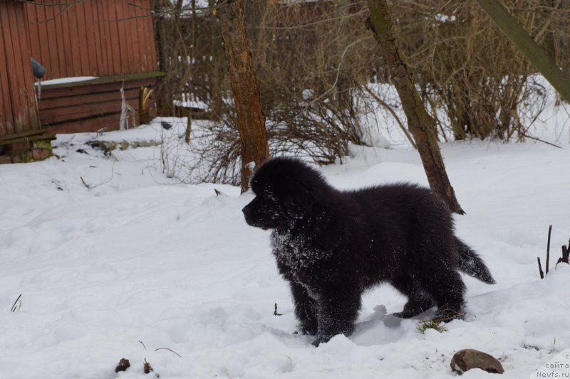 Фото: ньюфаундленд Белкондер-Клаб Перигей