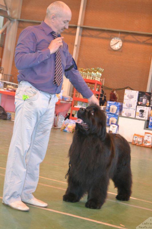 Фото: ньюфаундленд Многоликая Богиня Манифик (Mnogolikaya Boginya Manifik)
