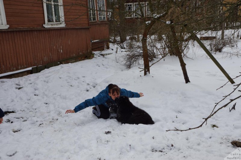 Фото: ньюфаундленд Белкондер-Клаб Перигей, Ирина Хватышева