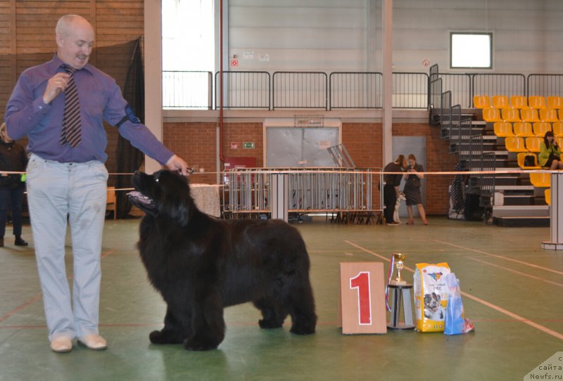 Фото: ньюфаундленд Многоликая Богиня Манифик (Mnogolikaya Boginya Manifik)