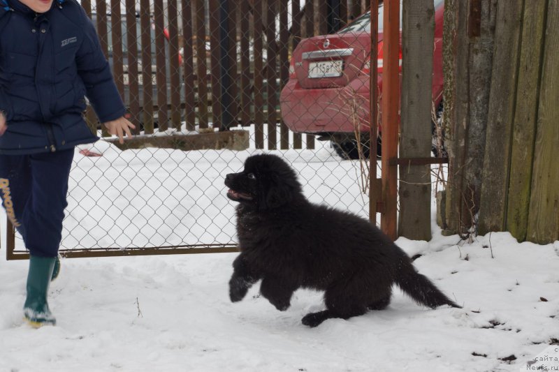 Фото: ньюфаундленд Белкондер-Клаб Перигей