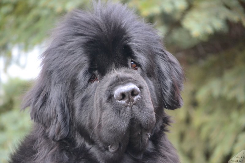 Фото: ньюфаундленд Многоликая Богиня Манифик (Mnogolikaya Boginya Manifik)