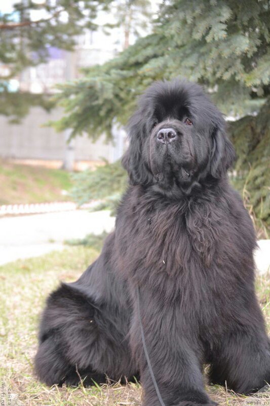 Фото: ньюфаундленд Многоликая Богиня Манифик (Mnogolikaya Boginya Manifik)