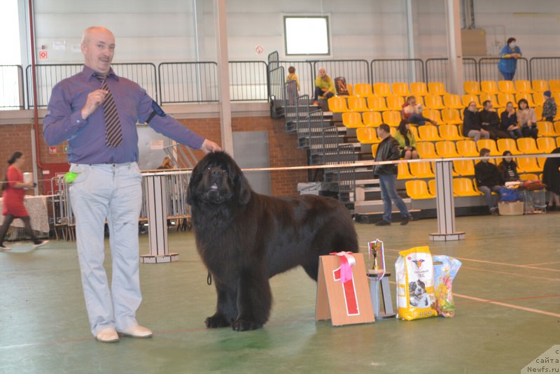 Фото: ньюфаундленд Назар Вятский Медведь (Nazar Vyatskiy Medved)