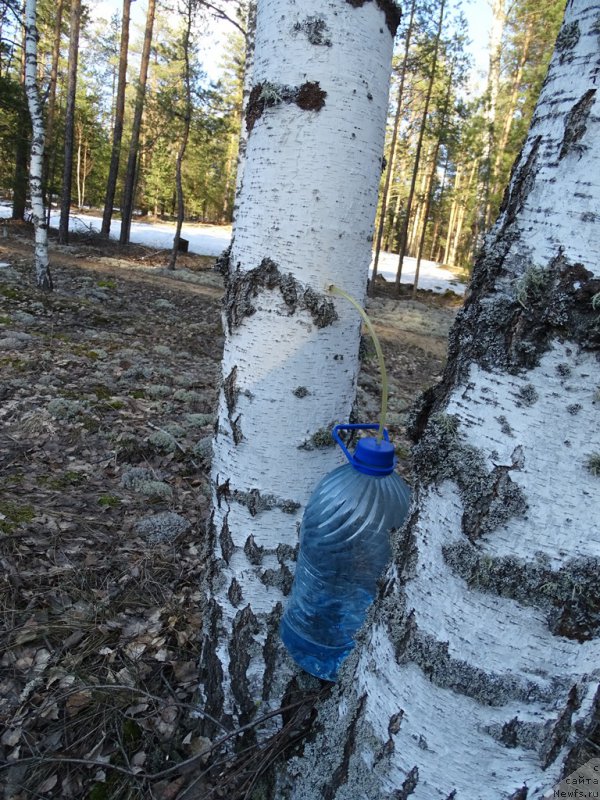 Фотография № 223579