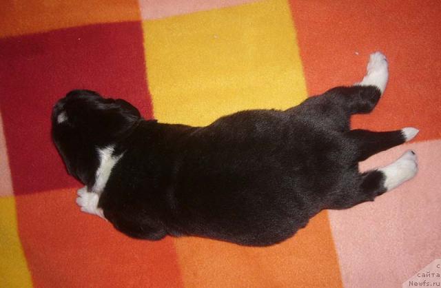 Фото: ньюфаундленд Супер Бизон Гудвин