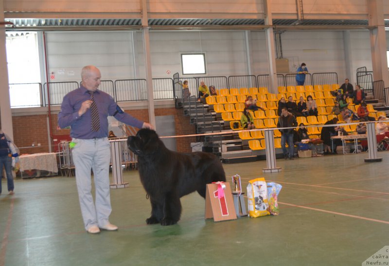 Фото: ньюфаундленд Назар Вятский Медведь (Nazar Vyatskiy Medved)