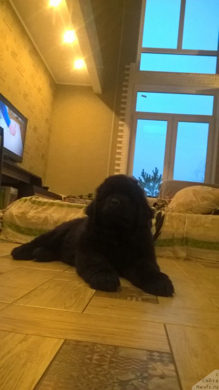 Фото: ньюфаундленд Инфант Форева Янг