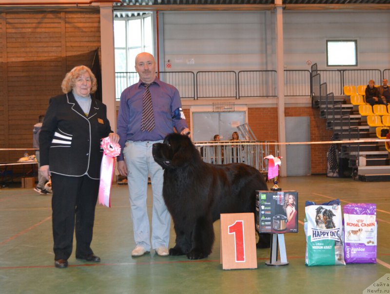 Фото: ньюфаундленд Назар Вятский Медведь (Nazar Vyatskiy Medved)