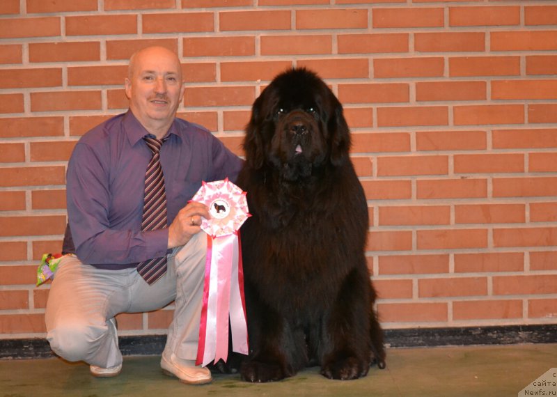 Фото: ньюфаундленд Назар Вятский Медведь (Nazar Vyatskiy Medved)
