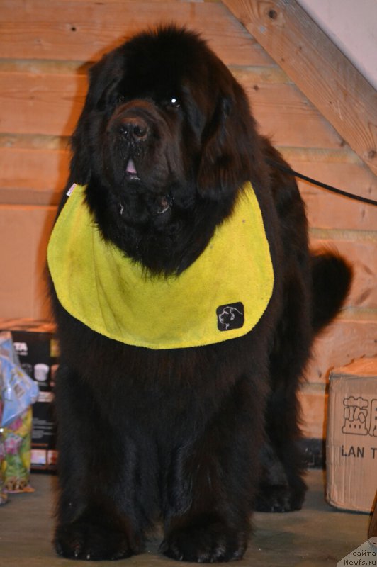 Фото: ньюфаундленд Назар Вятский Медведь (Nazar Vyatskiy Medved)