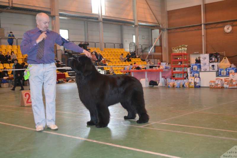 Фото: ньюфаундленд Назар Вятский Медведь (Nazar Vyatskiy Medved)