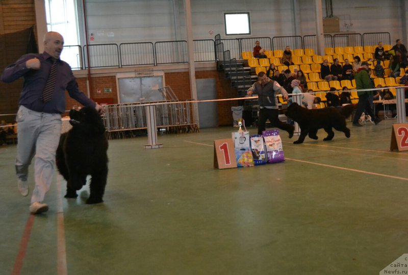 Фото: ньюфаундленд Ноэль Наследница Вятских Медведей (Noel Naslednitsa Vyatskiy Medved)