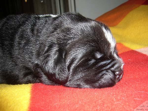 Фото: ньюфаундленд Супер Бизон Гудвин