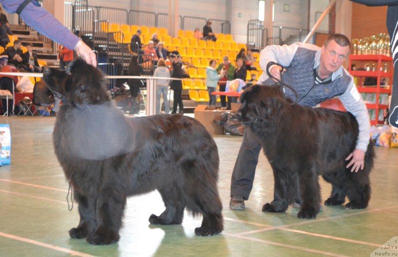 Фото: ньюфаундленд Ноэль Наследница Вятских Медведей (Noel Naslednitsa Vyatskiy Medved)