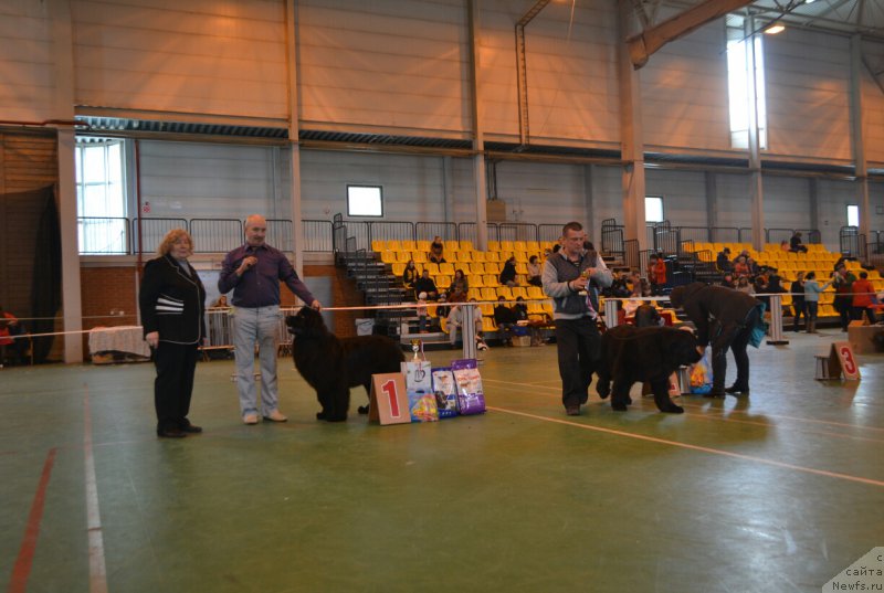 Фото: ньюфаундленд Ноэль Наследница Вятских Медведей (Noel Naslednitsa Vyatskiy Medved)