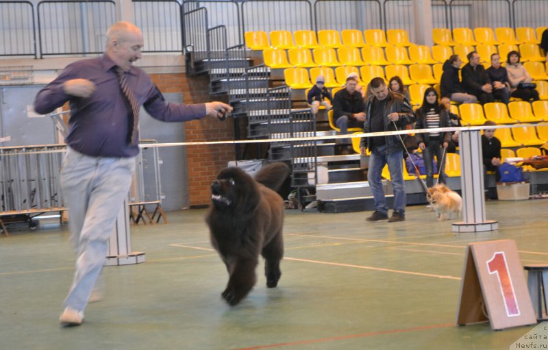 Фото: ньюфаундленд Сент Джонс Эксклюзив (Sent Djons Exclusive)